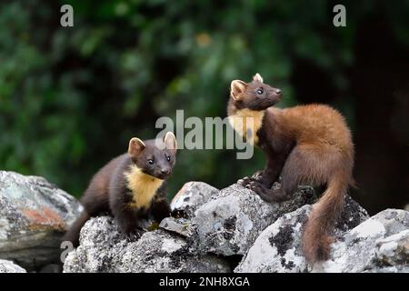 Pine Marten (Martes martes) Jungfische, die auf dem Aigas Estate, Inverness-shire, Schottland, von Erdnüssen angezogen werden, die für rote Eichhörnchen übrig bleiben Stockfoto