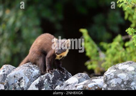 Pine Marten (Martes martes) Jungtiere, die auf dem Aigas Estate, Inverness-shire, Schottland, von Erdnüssen angezogen werden, die für rote Eichhörnchen übrig bleiben Stockfoto