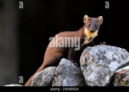 Pine Marten (Martes martes) Jungtiere, die auf dem Aigas Estate, Inverness-shire, Schottland, von Erdnüssen angezogen werden, die für rote Eichhörnchen übrig bleiben Stockfoto