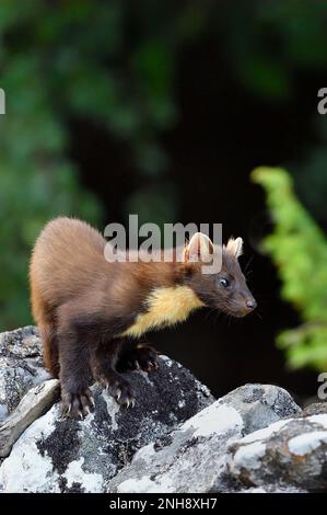 Pine Marten (Martes martes) Jungtiere, die auf dem Aigas Estate, Inverness-shire, Schottland, von Erdnüssen angezogen werden, die für rote Eichhörnchen übrig bleiben Stockfoto