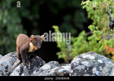 Pine Marten (Martes martes) Jungtiere, die auf dem Aigas Estate, Inverness-shire, Schottland, von Erdnüssen angezogen werden, die für rote Eichhörnchen übrig bleiben Stockfoto