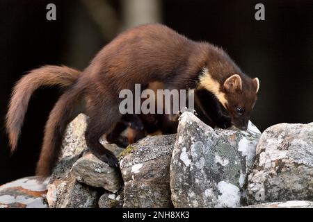 Pine Marten (Martes martes) Jungfische, die auf dem Aigas Estate, Inverness-shire, Schottland, von Erdnüssen angezogen werden, die für rote Eichhörnchen übrig bleiben Stockfoto