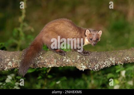 Pine Marten (Martes martes), Erwachsener im Wintermantel, fotografiert unter künstlicher Beleuchtung, Inverness-shire, Schottland, Oktober 2013 Stockfoto