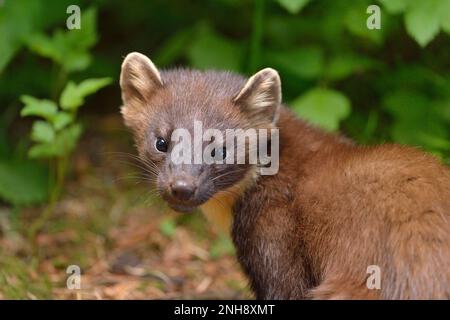 Kiefer Marten (Martes martes) im Sommermantel in Koniferplantage am frühen Sommerabend, Invernes-shire, Schottland, Juli 2016 Stockfoto