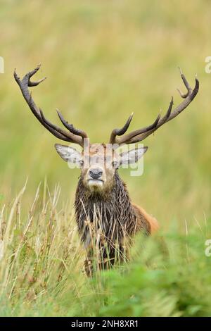 Rotwild (Cervus elaphus), bedeckt mit Torfschlamm, nachdem sie sich während der Wetzsaison im Moor gewälzt haben, Galloway Forest Park, Schottland, September Stockfoto