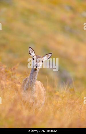 Red Deer (Cervus elaphus) Hind / weiblich im Herbst, Strathconon, Ross-shire, Schottland, Oktober 2014 Stockfoto