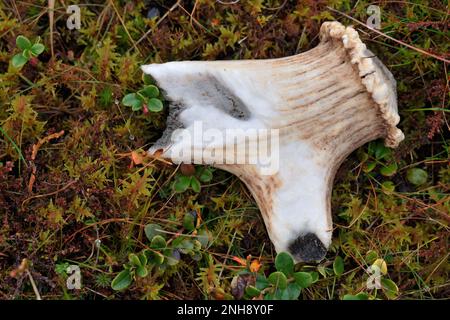 Red Deer (Cervus elaphus) Überreste des Geweihs von Rotwild, das vom Reh zur Gewinnung von Mineralien wie Kalzium gekaut wurde, Perthshire, Schottland, Oktober 2018 Stockfoto