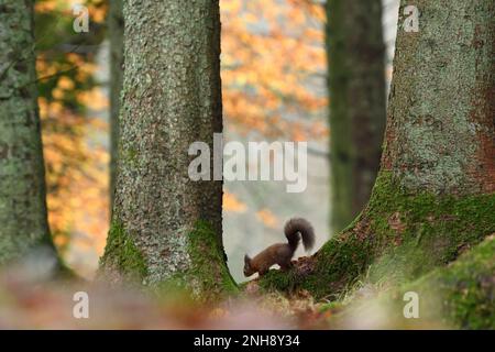 Rotes Eichhörnchen (Sciurus vulgaris), Futtersuche an der Basis reifer Fichtenbäume in Mischwäldern, Stirlingshire, Schottland, November 2021 Stockfoto