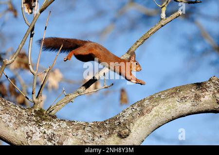 Rotes Eichhörnchen (Sciurus vulgaris) springt entlang eines Aschebaums in Laubwäldern, Berwickshire, Schottische Grenzen, Schottland, Februar 2007 Stockfoto