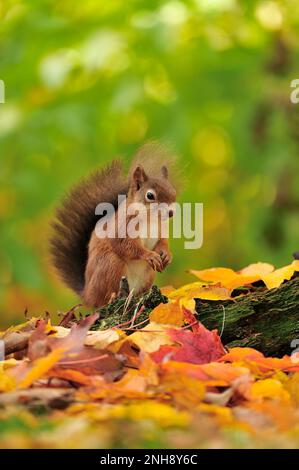 Rotes Eichhörnchen (Sciurus vulgaris), das sich im Herbst von Haselnüssen ernährt und von Laubstreu unter dem Ahornbaum umgeben ist, Inverness-shire, Schottland, Oktober 201 Stockfoto