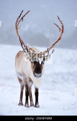 Rentier (Rangifer tarandus) Bulle in Snow, Cairngorms Rentier Herd, Inverness-shire, Schottland, Dezember Stockfoto