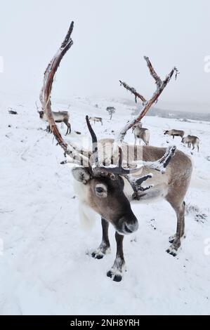 Rentiere (Rangifer tarandus), wiedereingeführte Herde in den Cairngorm Mountains, Cairngorm National Park, Speyside, Schottland, Dezember 2008 Stockfoto