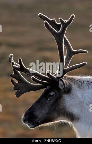 Rentiere (Rangifer tarandus) Rentiere mit Geweih in Samt, wiedereingeführte Cairngorm-Rentierherde, Cairngorm-Nationalpark, Speyside, Schottland, Stockfoto