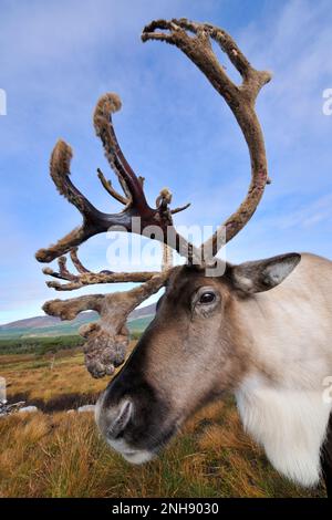 Rentiere (Rangifer tarandus) Rentiere mit Geweih in Samt, wiedereingeführte Cairngorm-Rentierherde, Cairngorm-Nationalpark, Speyside, Schottland, Stockfoto