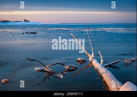 Winterlandschaft mit Fluss und gefallenem Baum bei Sonnenuntergang. Blick auf das erste dünne Eis mit einem trockenen Baumstamm. Stockfoto