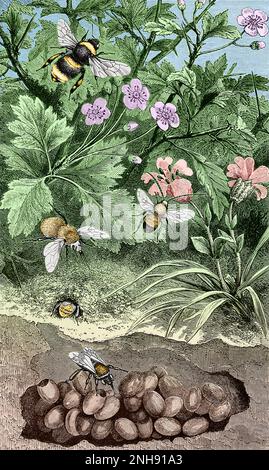 Eine große Apathus vestalis Hummel (oben), eine Karderbiene (Bombus muscorum) über ihrem Nest, eine weiße Hummel (Bombus lucorum) im Vordergrund auf ihrem Nest und eine langhornige Biene (Eucera longicornis), die in der Mitte fliegt. Illustration von Insekten zu Hause; ein beliebter Bericht über Insekten, ihre Struktur, Gewohnheiten und Umwandlungen (1872) von John George Wood. Gefärbt. Stockfoto