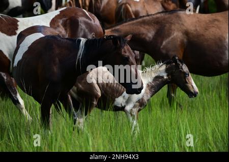 Ponys grasen bei 2022 Pony Swim auf Chincoteague Island, 27. Juli 2022. Das jährliche Pony Swim ist eine Tradition, die die Überquerung der Chincoteague Wildponys über den Assateague Channel für Auktionen feiert. Küstenwache, D5, McGee, USCG, Stockfoto