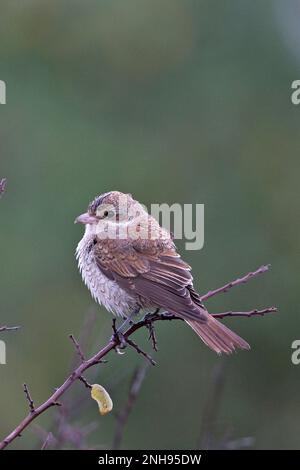 Rotbarsch (Lanius collurio) juvenile Bulgaria BG September 2019 Stockfoto