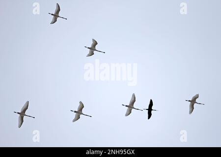 Eurasischer Spoonbill (Platalea leucorodia) und Glossy Ibis (Plegadis falcinellus), Herde, die Bulgarien BG 2019. September fliegt Stockfoto