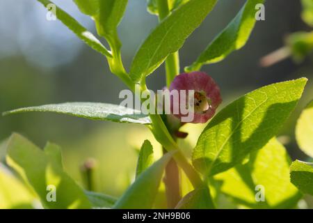 Blaubeere, Blau-Beere, Heidelbeere, Heidel-Beere, Blüten, Blühend, Vaccinium myrtillus, Blaubeere, Bilberry, Blaubeere, Whinberry, Whortleber Stockfoto