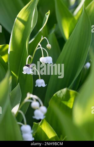 Maiglöckchen, Gewöhnliches Maiglöckchen, Mai-Glöckchen, Convallaria majalis, Life-of-the-Valley, Lily des Tals, Muguet, Muguet de Mai Stockfoto