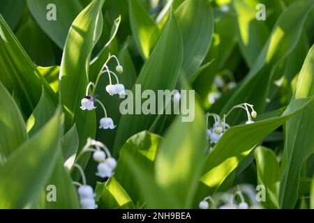 Maiglöckchen, Gewöhnliches Maiglöckchen, Mai-Glöckchen, Convallaria majalis, Life-of-the-Valley, Lily des Tals, Muguet, Muguet de Mai Stockfoto