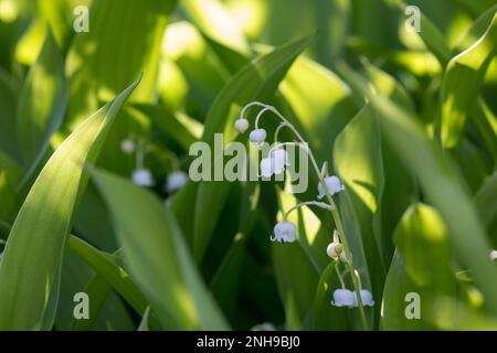 Maiglöckchen, Gewöhnliches Maiglöckchen, Mai-Glöckchen, Convallaria majalis, Life-of-the-Valley, Lily des Tals, Muguet, Muguet de Mai Stockfoto