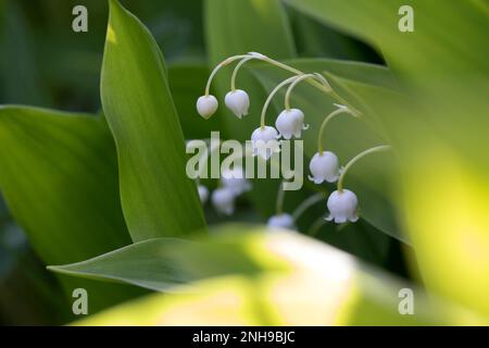 Maiglöckchen, Gewöhnliches Maiglöckchen, Mai-Glöckchen, Convallaria majalis, Life-of-the-Valley, Lily des Tals, Muguet, Muguet de Mai Stockfoto