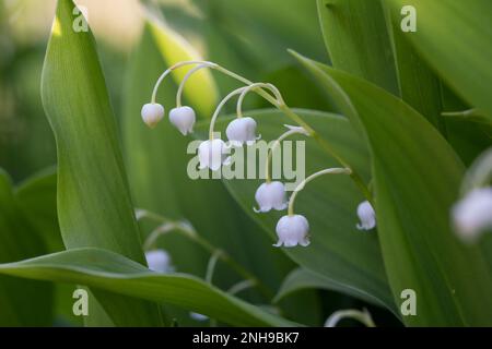 Maiglöckchen, Gewöhnliches Maiglöckchen, Mai-Glöckchen, Convallaria majalis, Life-of-the-Valley, Lily des Tals, Muguet, Muguet de Mai Stockfoto