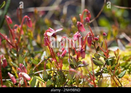 Moosbeere, Gewöhnliche Moosbeere, Moos-Beere, Blüten, Blühend, Vaccinium oxycoccos, Oxycoccus palustris, Wild Cranberry, Small Cranberry, Moorcranberr Stockfoto