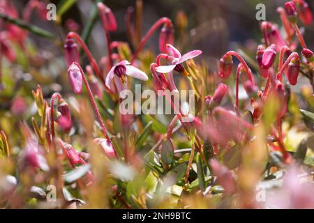 Moosbeere, Gewöhnliche Moosbeere, Moos-Beere, Blüten, Blühend, Vaccinium oxycoccos, Oxycoccus palustris, Wild Cranberry, Small Cranberry, Moorcranberr Stockfoto