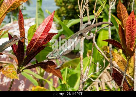 Panther Chameleon, Furcifer pardalis in Ambodifotatra, Nosy Boraha, Madagaskar Stockfoto