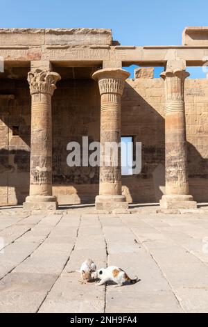 Assuan, Ägypten; 14. Februar 2023 - Eine Reihe von Säulen im Tempel von Philae, Assuan, Ägypten. Stockfoto