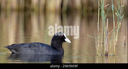 Gewöhnlicher Muschi, Fulica atra, schwimmt im ruhigen Wasser Stockfoto