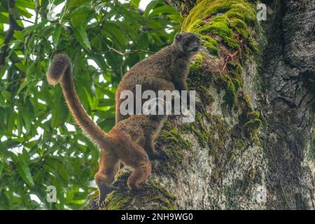 Braune Lemuren, Eulemur fulvus auf Nosy Mangabe Stockfoto