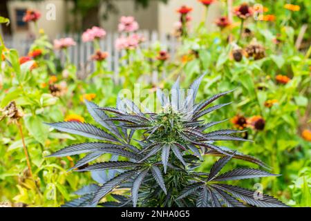 Hüttengarten mit blühendem Cannabis, Sonnenblumen und Zinnien in Michigan, USA. Stockfoto