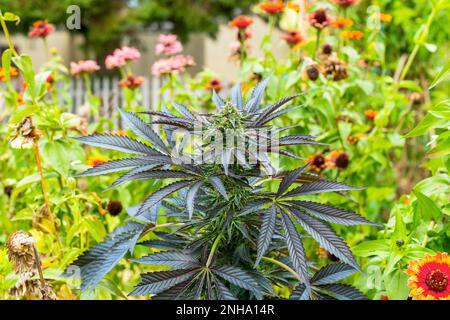 Hüttengarten mit blühendem Cannabis, Sonnenblumen und Zinnien in Michigan, USA. Stockfoto