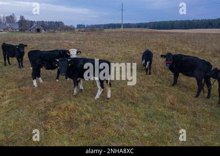 Drohnenfotografie von Kühen auf der Weide während des Sommertages Stockfoto