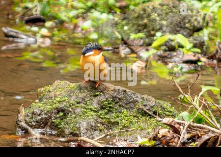 Madagaskar Malachite Kingfisher, Corythornis vintsioides im Nationalpark Montagne D'Ambre Stockfoto