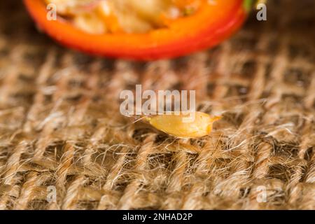 Reife Hagebutten im Querschnitt, Nahaufnahme der Frucht auf verschwommenem Hintergrund. Stockfoto