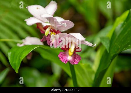 Orchidee im Nationalpark Montagne D'Ambre, Madagaskar Stockfoto