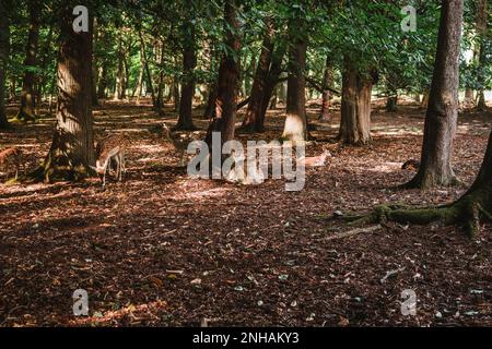 Rehe liegen auf dem Boden in einem Wald Stockfoto