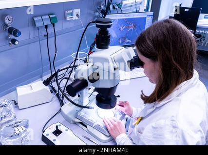 Riems, Deutschland. 31. Januar 2023. Mandy Schäfer untersucht im Labor des Friedrich-Loefller-Instituts (FLI) auf der Insel Riems unter dem Mikroskop verschiedene Mückenarten. Im Forschungsbereich werden Insekten aus ganz Deutschland identifiziert und untersucht. Von den 53 in Deutschland bekannten Moskitoarten ist bisher nur sehr wenig über die Übertragung von Krankheitserregern bekannt, sagte er. Kredit: Jens Büttner/dpa/Alamy Live News Stockfoto