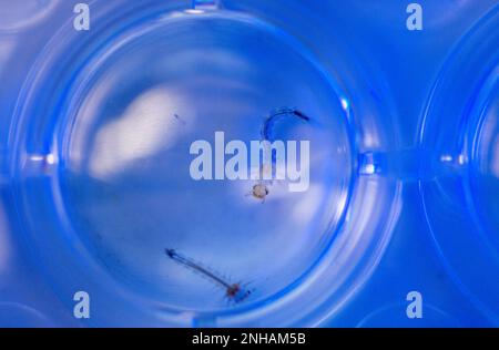 Riems, Deutschland. 31. Januar 2023. Moskitolarven schwimmen in einer Zuchtpalette und werden im Labor des Friedrich Loefller Instituts (FLI) auf der Insel Riems auf Moskitoüberwachung untersucht. Insekten aus ganz Deutschland werden im Forschungsbereich identifiziert und untersucht. Von den 53 in Deutschland bekannten Moskitoarten ist bisher nur sehr wenig über die Übertragung von Krankheitserregern bekannt, sagte er. Kredit: Jens Büttner/dpa/Alamy Live News Stockfoto