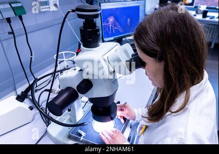 Riems, Deutschland. 31. Januar 2023. Mandy Schäfer untersucht im Labor des Friedrich-Loefller-Instituts (FLI) auf der Insel Riems unter dem Mikroskop verschiedene Mückenarten. Im Forschungsbereich werden Insekten aus ganz Deutschland identifiziert und untersucht. Von den 53 in Deutschland bekannten Moskitoarten ist bisher nur sehr wenig über die Übertragung von Krankheitserregern bekannt, sagte er. Kredit: Jens Büttner/dpa/Alamy Live News Stockfoto