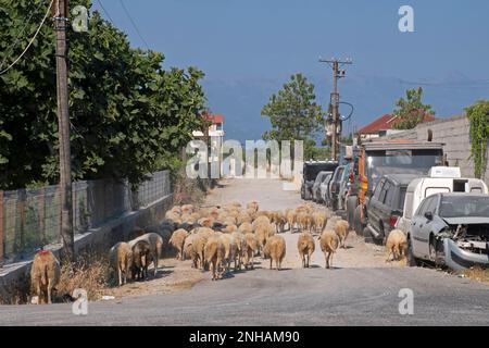 Schaf- und Autowracks / Autowracks, die auf einer unbefestigten Straße in einem ländlichen Dorf im Norden Albaniens verlassen wurden Stockfoto