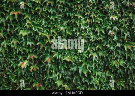 Ivy-Konsistenz. Ivy-Hecken-Hintergrund. Ivyberry-Kulisse. Ivy-Tapete. Ivyberry-Hintergrundbild. Ivy-Wand. Grüne Wand. Grüne Pflanzentextur. Grüne Blätter Stockfoto