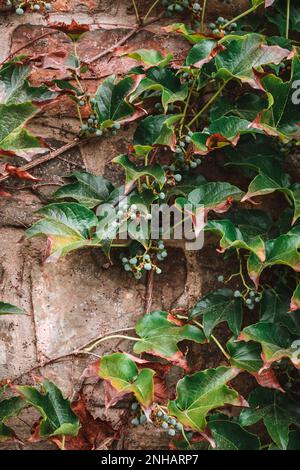 Ivy-Konsistenz. Ivy-Hecken-Hintergrund. Ivyberry-Kulisse. Ivy-Tapete. Ivyberry-Hintergrundbild. Ivy-Wand. Grüne Wand. Grüne Pflanzentextur. Grüne Blätter. Stockfoto