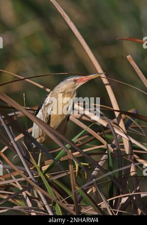 Little Bittern (Ixobrychus minutus), weiblich, hoch oben im Schilfbett an der Algarve, Portugal April Stockfoto