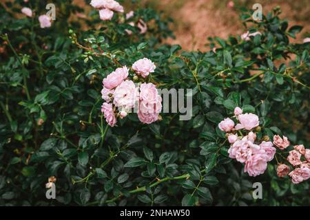 Rosa Bonica 82 im Garten Stockfoto